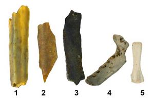 Stages of Burning on Bones