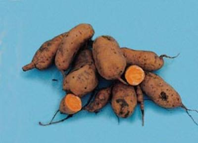 Sweet Potato