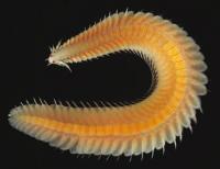 <i>Paranaitis katoi</i>
