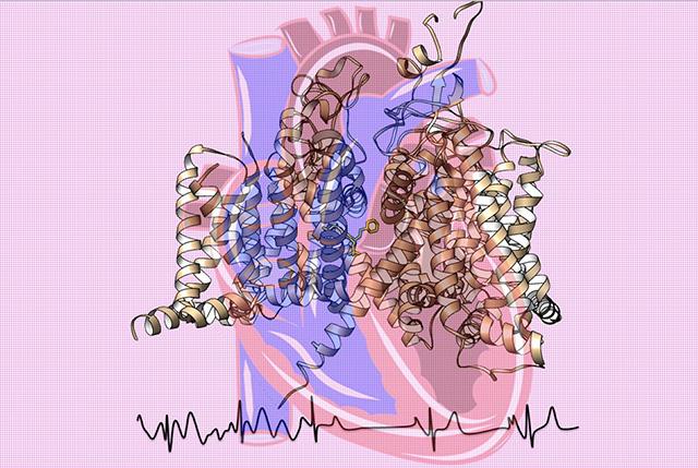 Structure of Heart Sodium Ion Channel