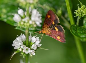 Moth 2