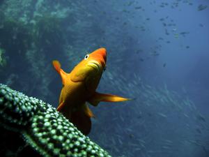 A hovering Garibaldi