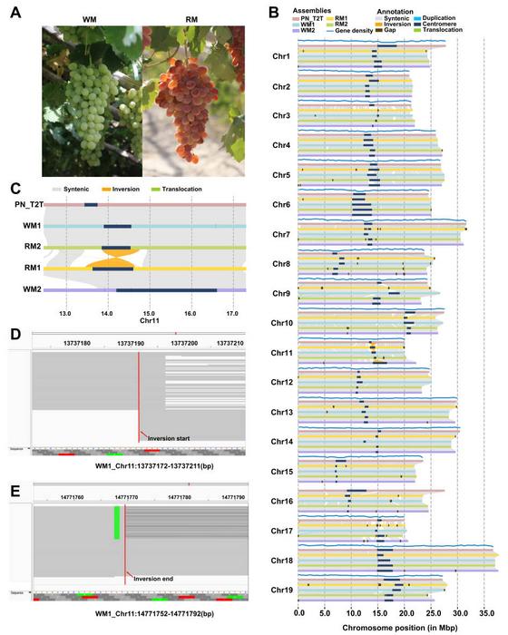 Haplotype-resolved assemblies of the RM and WM genomes.