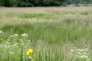 Grassland area of Pleine-Fougère (France)