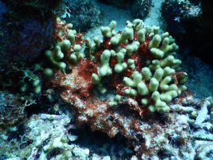 Shedding new light on coral Black Band Disease