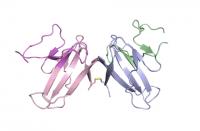 Ribbon diagram