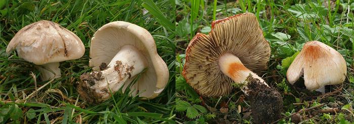 Edible and poisonous lookalike mushrooms