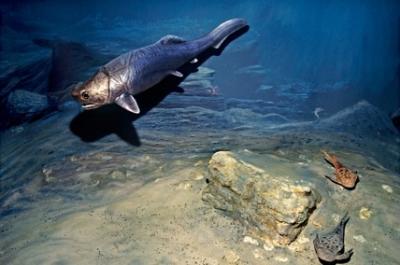 Panser Shark
