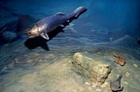 Panser Shark