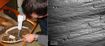 Molds in a Tooth of Mammoth