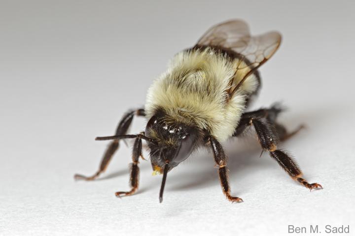 Bumblebees 1