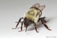 Bumblebees 1
