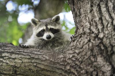 Raccoon