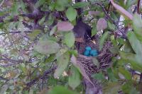 Nesting Study