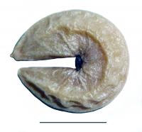 <i>C. arenicola</i> (2 of 2)