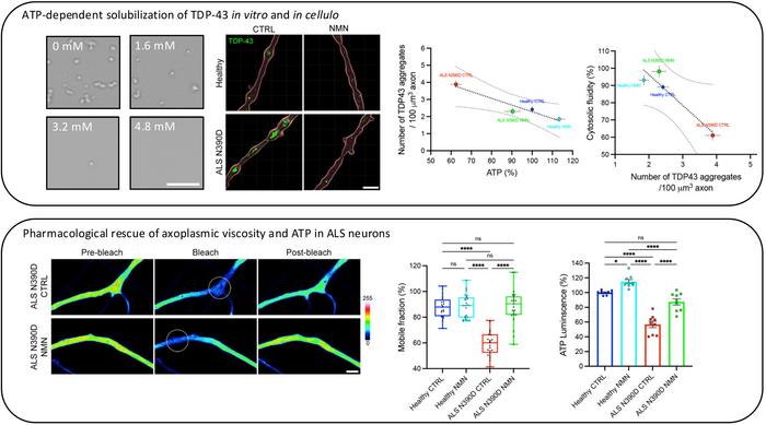 ATP regulates cytosolic viscosity in axons