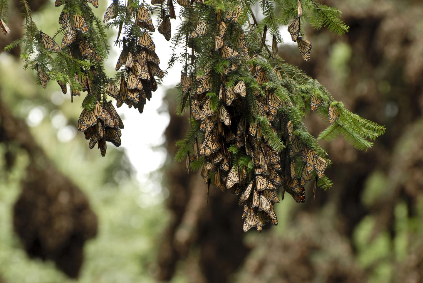 Survey of Florida's Monarchs Shows 80 Percent Drop Since 2005