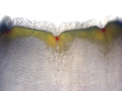 Sea Squirt Photoreceptors