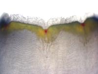 Sea Squirt Photoreceptors