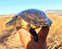 Western Pond Turtle
