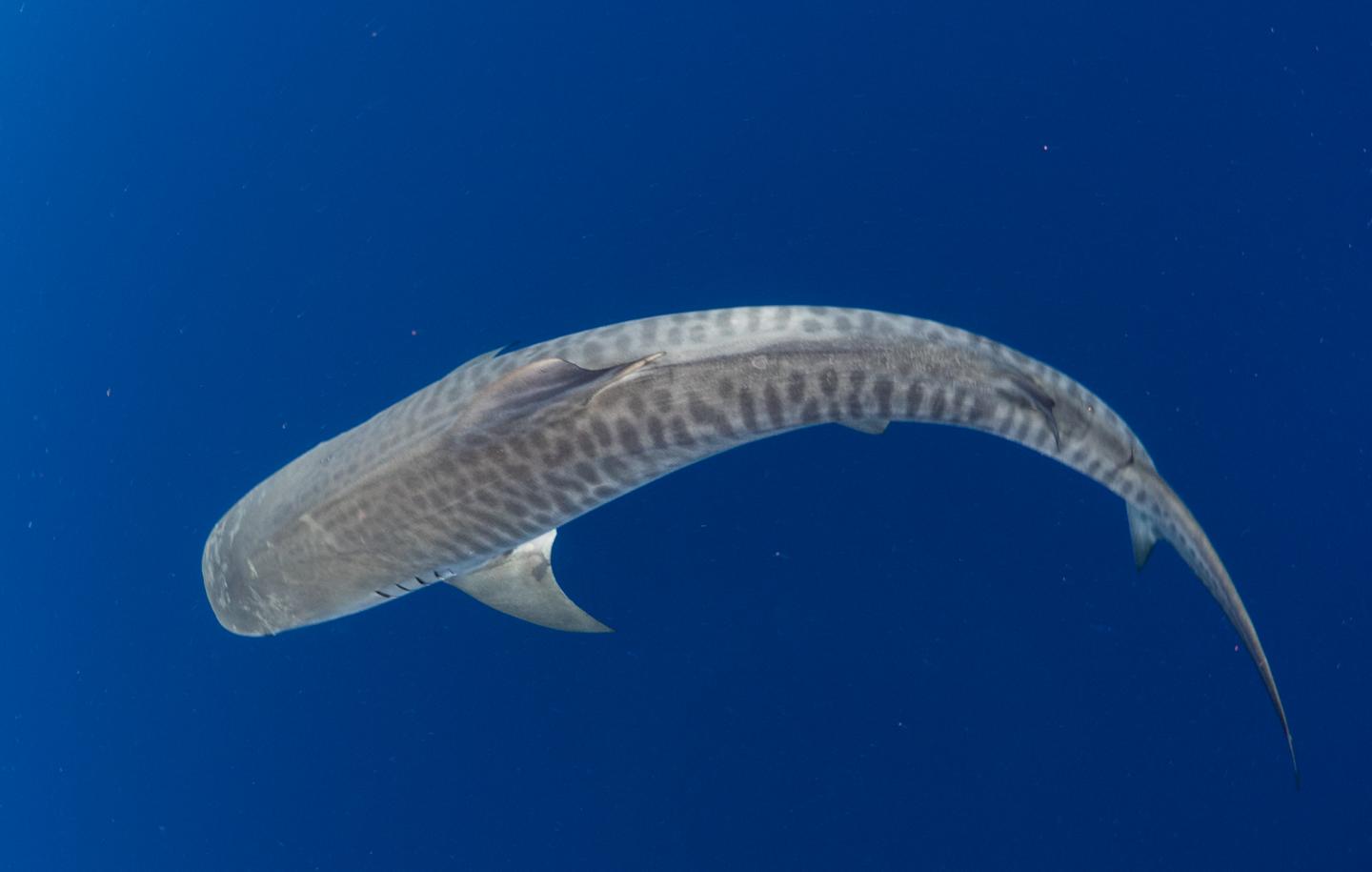 Tiger Shark