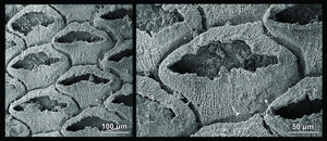 Zooids of Protomelission gatehousei
