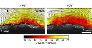 Oxygen levels
