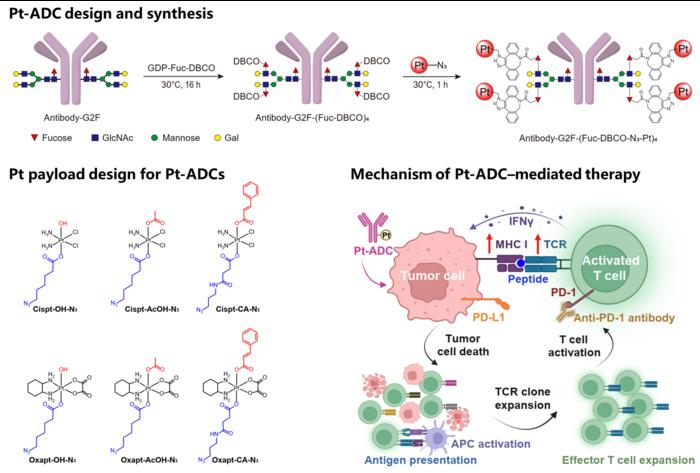 Platinum-antibody conjugates enhance tumor immune recognition