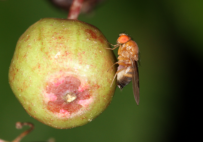 Female of the invasive spotted wing drosophila