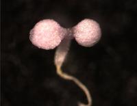 Regulating Photosynthesis (2 of 2)