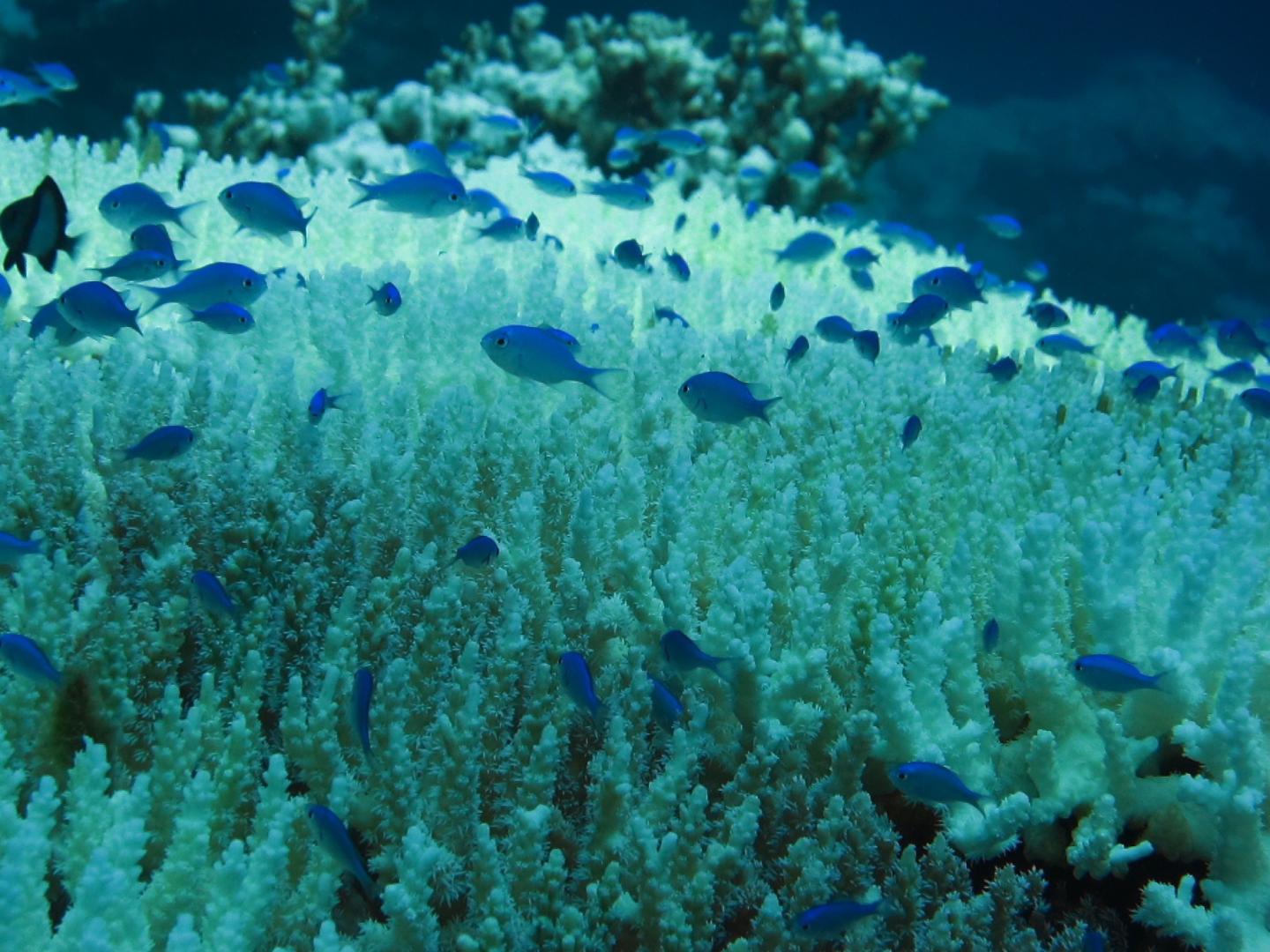 Evidence of Coral Bleaching around Tioman Island, Malaysia