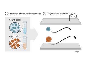 Label-free identification of cell ageing.