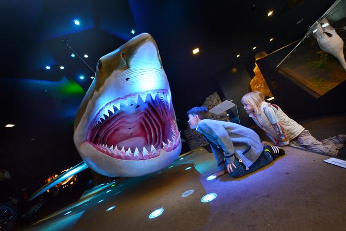 Megalodon Model