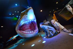 Megalodon Model