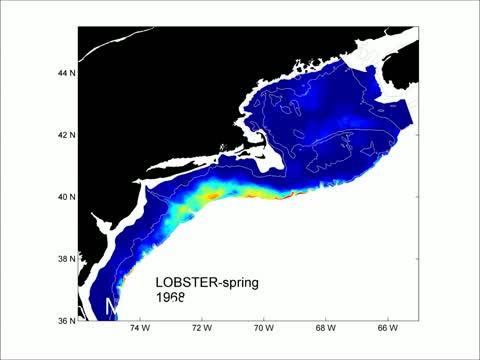 Lobster Video