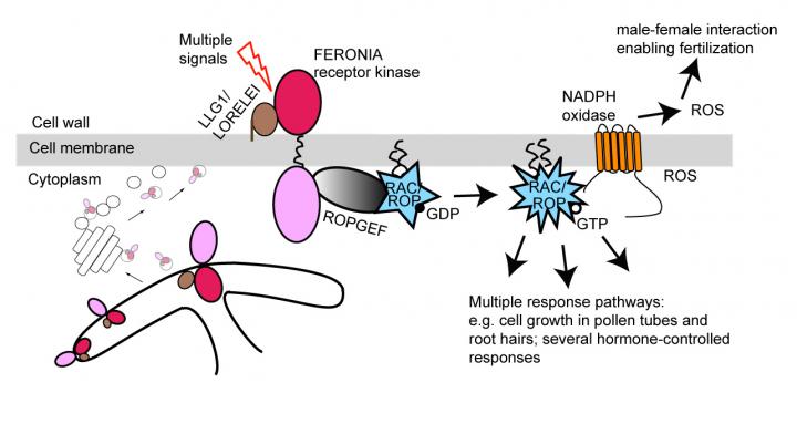 A New Mechanism in Signal Transduction
