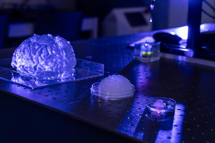 3D-printed brain models could revolutionize medical research and training