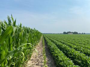 corn-soy rotation