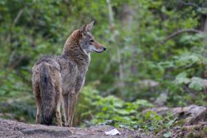 A coyote at Jericho Beach Park