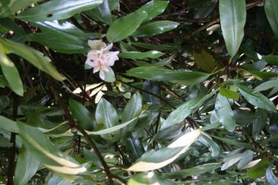 Rosebay Rhododendron