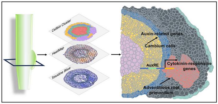 Spatial transcriptome analysis of adventitious root development.