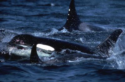Killer Whales