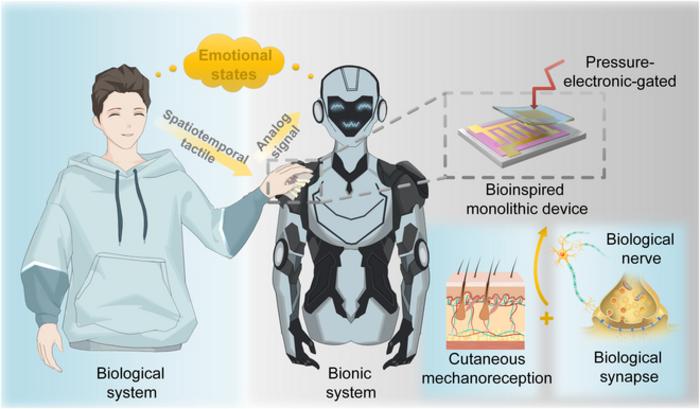A monolithic pressure-electronic-gated neuromorphic device.