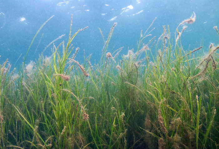 ealgrass