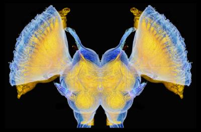 Brains of Desert Locusts