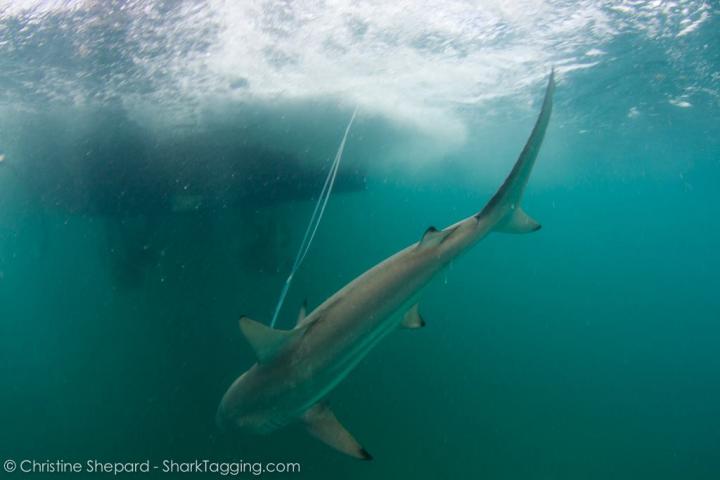 Blacktip Shark