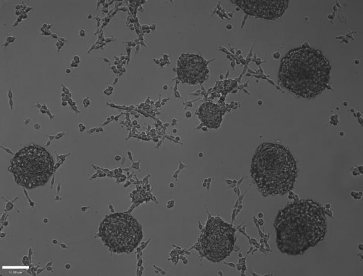 Eye Stem Cells