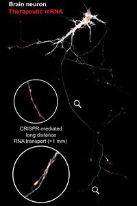 CRISPR-mediated long distance therapeutic RNA transport