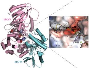 The 3D model of the barley MKK3/MAPK enzyme-substrate complex illustrates the geometry of the ATP binding site, buried within the active site of MKK3