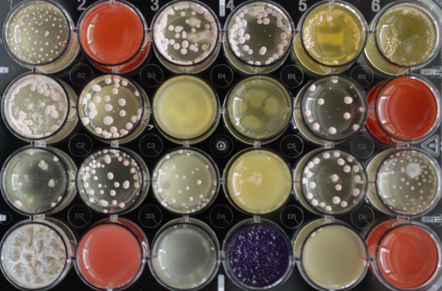 Cell Culture Fungi